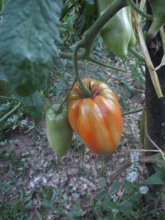 Look at the size of this tomato!