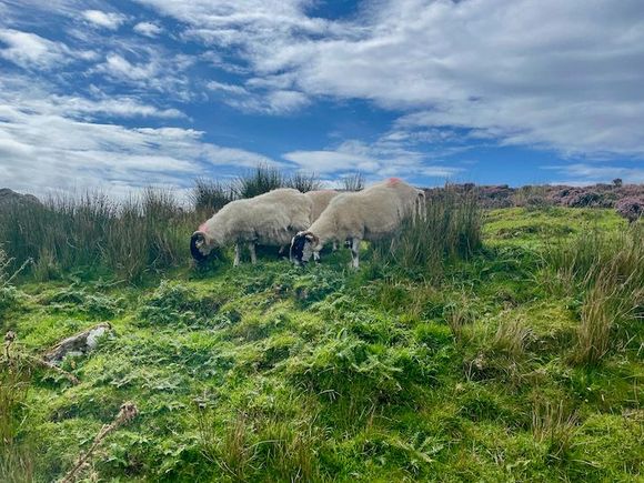 These sheep have a great view