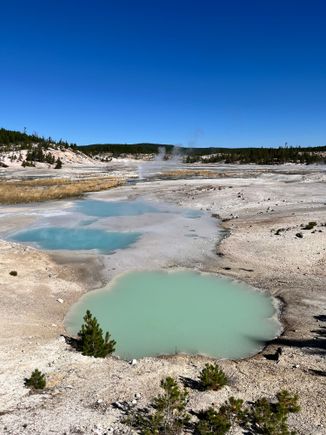 One of the milky blue hot springs at Norris Geyser Basin