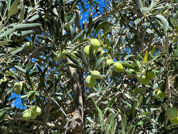 Giant olives