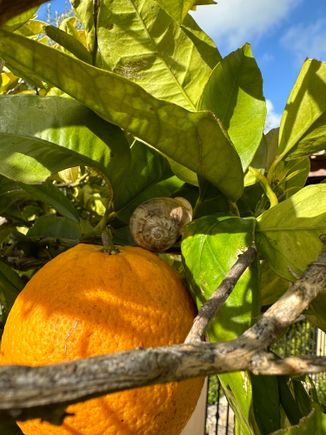 I adored those snails in Cordoba so when I saw this little fellow on a tree in "my" Vejer backyard, I had to take a photo.  I looked for him every day after that but he had snuck off!