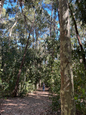 Tree climb circuit 