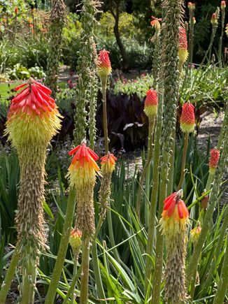 What is this unusual flower?