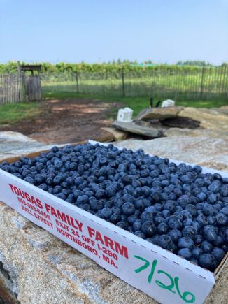  Big tray of blueberries 
