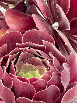 Plantings here are more beautiful than priceless jewels