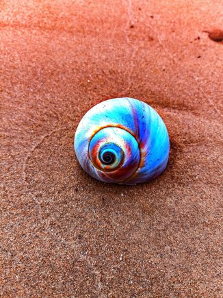 Sea snail on the beach