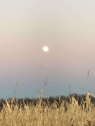 My photo shall be called full moon over corn tassels.
