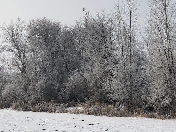 Maybe dcd can identify what kind of hawk is sitting in the tree?