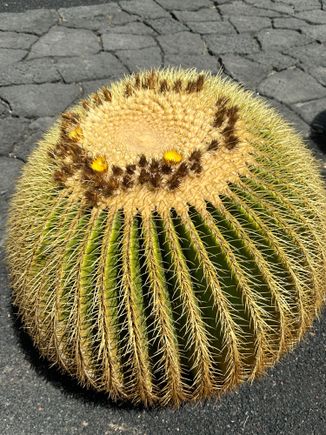 Sorry I do not have the name but again, this visit prompted me to look into perhaps nurturing cacti or succulents at home...