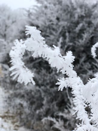 a light breath will blow off the frost.