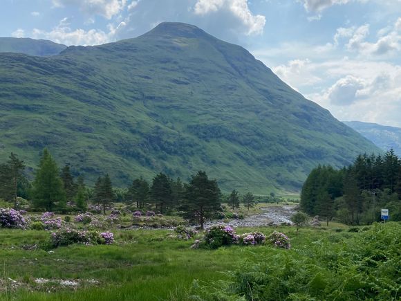 Rhododendrons and mountains 