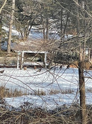 Some wild turkeys pass by.