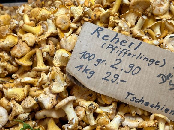 Some of many mushrooms, for fall