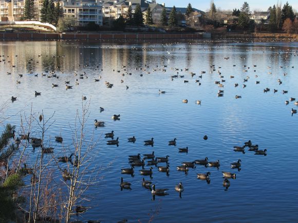 There must be  a 1000  geese on the lake.  There is much more than the picture shows.  