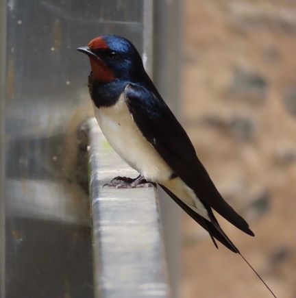 What kind of bird?  He was at Cawdor.