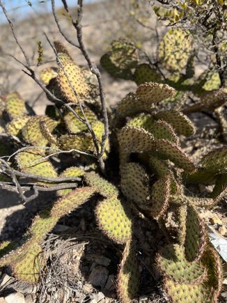 Everything down here wants to stab you. Pear cactus.