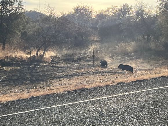 Javalina's crossing the road.