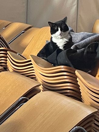 Hodge, the Southwark Cathedral cat.  
