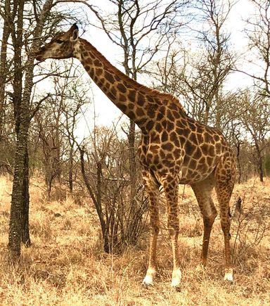 Lots of cute giraffes