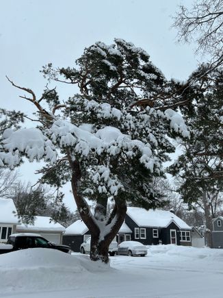 Heavy snow puts a lot of stress on trees. See the bare branch on teh upper left of the tree?