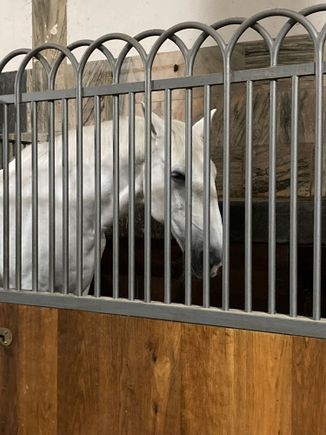 One of the dozen white horses at Royal Stables 