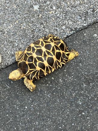 Burmese turtle out for a walk in Yanaka
