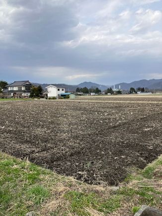 Wasabi fields