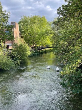 Swans chilling out along the river