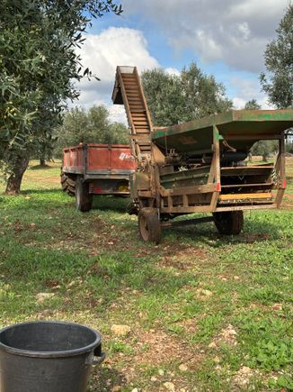 Olives, with their branches and leaves, are put into the sorter