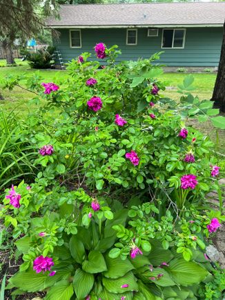 My rose bush has started flowering. They smell awesome.