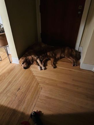 Unusually cuddly Lily with Molly.