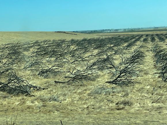 Farmers are having a tough time in what was once one of the largest "bread baskets" in the country.  No water.  We live in a state with a constant drought.  These are dead trees.