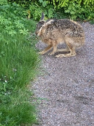 He hopped by about a foot from me and looked me in the eye.