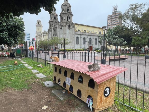 Cat houses in 7th of June park