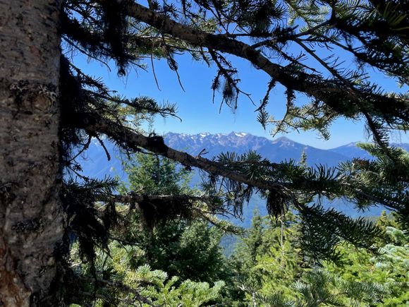 "Arty" shot of the mountains through the trees