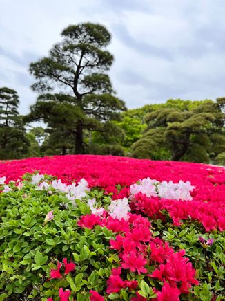 Azaleas in bloom at East Imperial Palace Garden