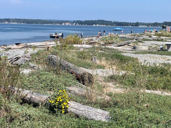 Love these big logs on the beach, they make great benches.