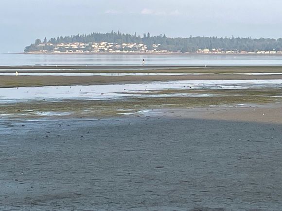 Could it be because the tide goes out so far in the morning that you can "walk on water"?