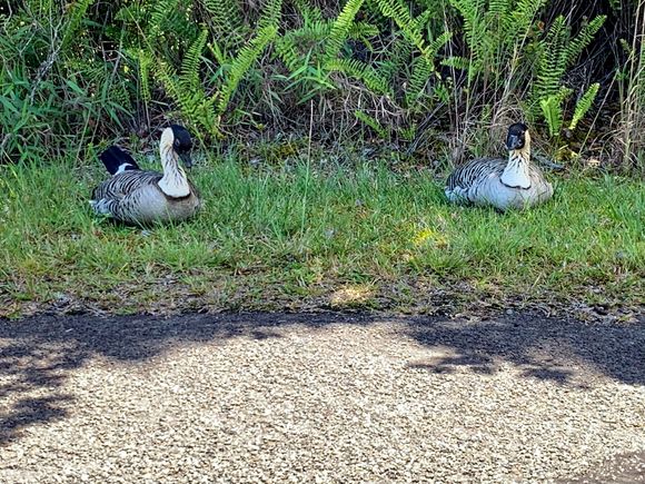 The state bird of Hawaii, the endangered Nene 
goose.