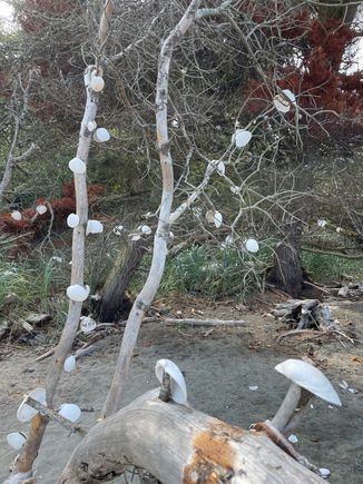 After discovering apples grow on trees, imagine my surprise that clams grow on trees here as well.  What kind of state is this