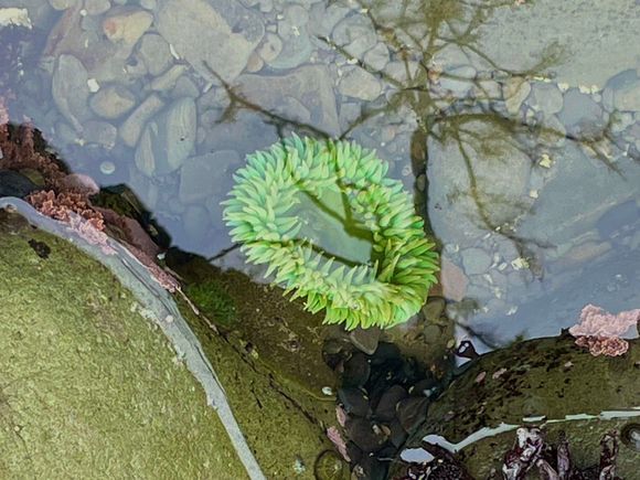 Reflection of a tree off one of the rocks and an anemone