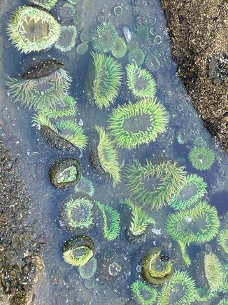 Sea anemones everywhere.  They need water to open up that's why it's so important to see them when the tide is coming in.