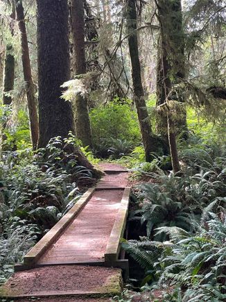 Boardwalk on the trail.  It was sunny when we did this walk but a few hours later it was pouring.