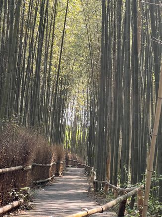 Proof that we actually hit an empty stretch at Arashiyama Bamboo Forest