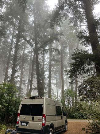 Here is Nike under the big trees in our site