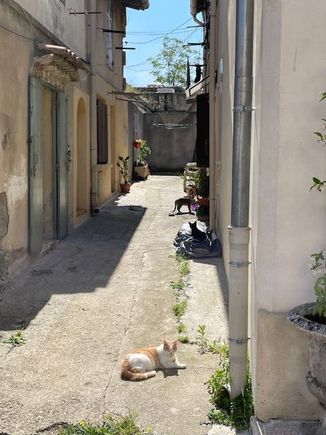 Cat alley 