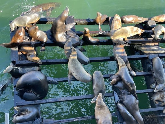 This place is lousy with sea lions.