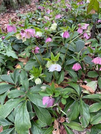 Hellebores 