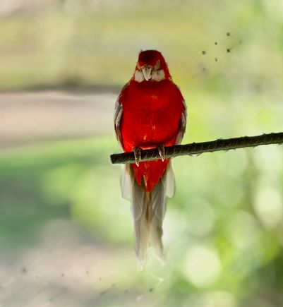 Eastern Rosella 