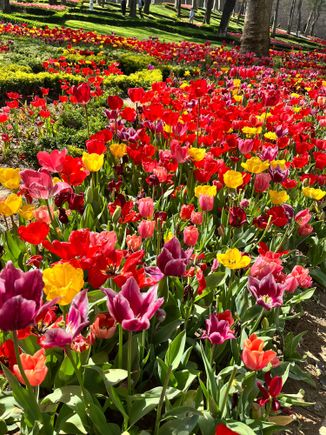 Back at Gulhane Park for more tulips